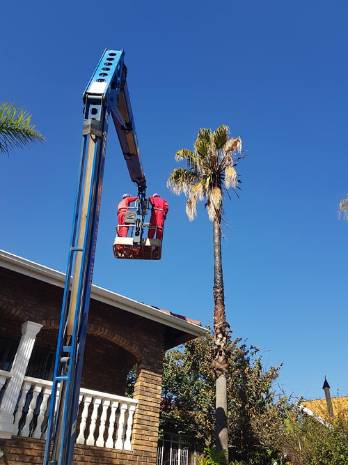 Palm Trimmers